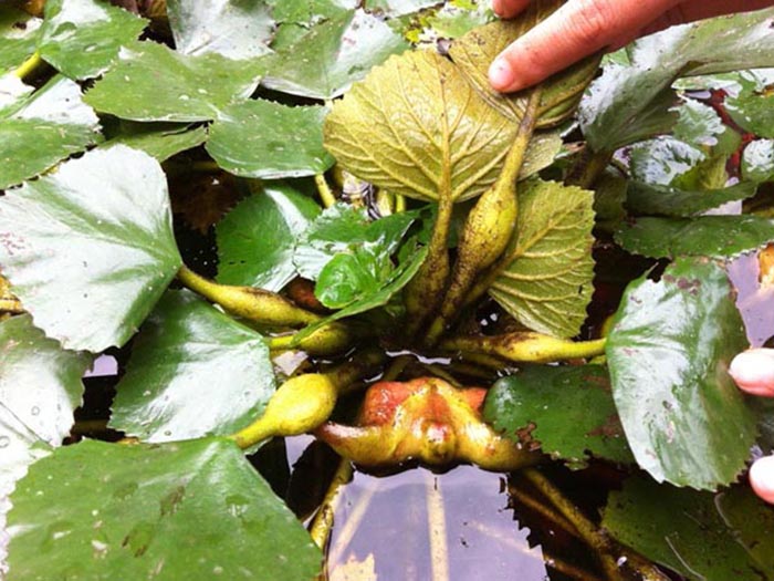 浮水植物菱角